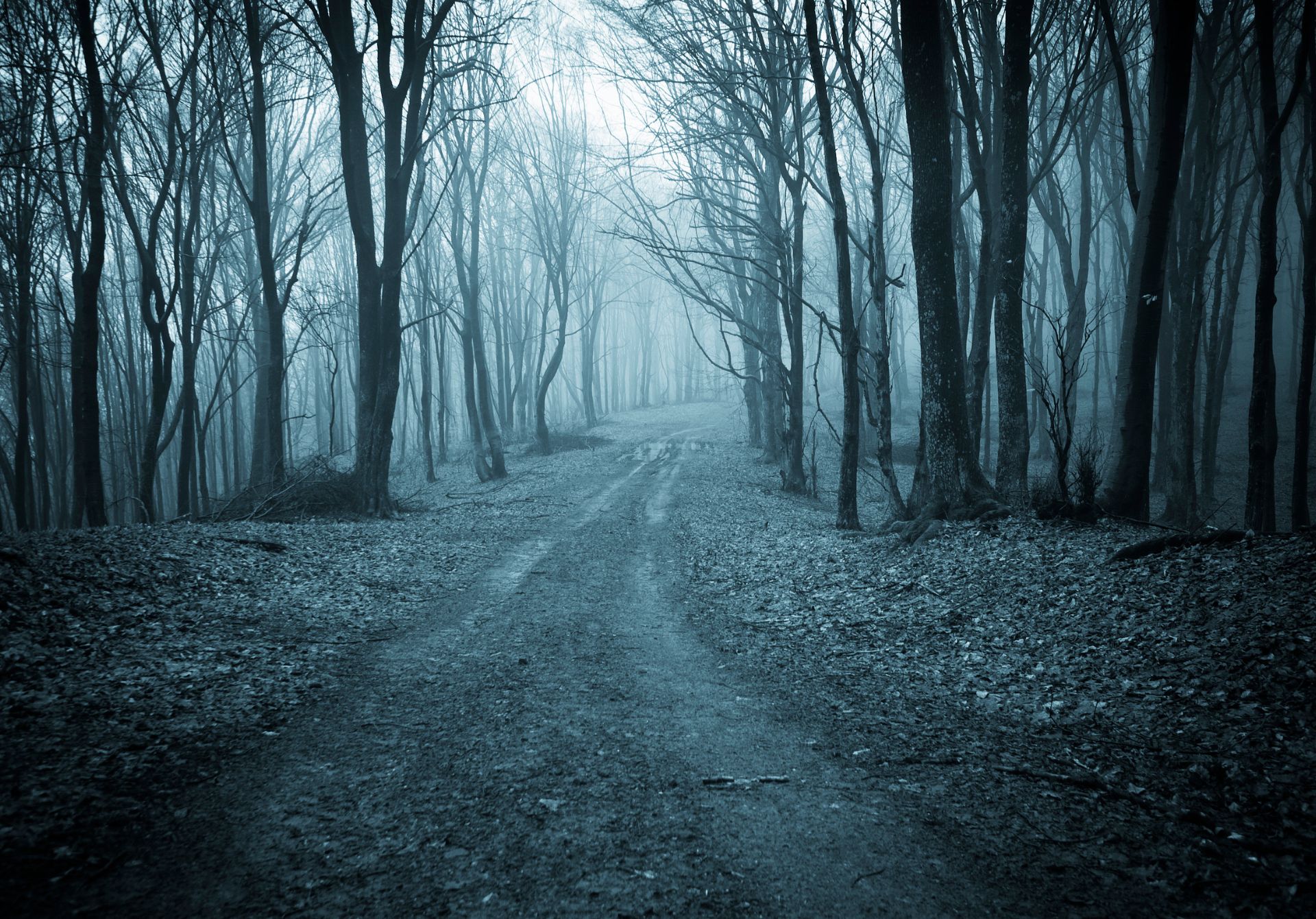Hoia Forest
